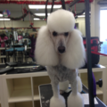 Shampoodles Mobile Pet Grooming  - Pompano Beach, FL