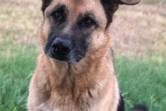 Request Quote: Cathy’s Critter Care - Pet Sitting - Selma, TX
