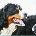 Tenacious Private In Home Dog Training - Harrisburg, SD