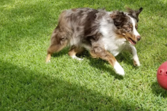 Request Quote: Sam's Pet Care - Pet Sitting - Austin, TX
