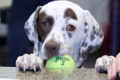 Request Quote: Tails-A-Wagn' Multi Service Pet Care - Pet Grooming - Claremore, OK