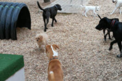 Request Quote: Texas Doggie Daycare and Boarding - Stafford, TX