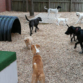 Texas Doggie Daycare and Boarding - Stafford, TX