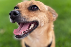 Request Quote: Grace Dog Training & Behavior  - Wheat Ridge, CO