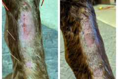 Request Quote: Pegasus Mobile Vet - Animal Acupuncture  - Watch Hill, RI