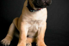 Request Quote: Red Door Photo - Pet Photography - Des Moines, IA