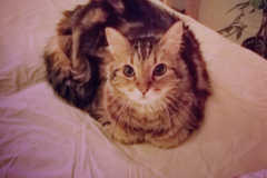 Request Quote: Animal Energy Healing - Certified Animal Reiki Master - Nationwide