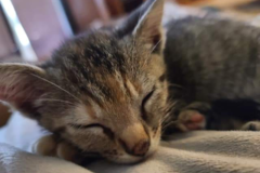 Request Quote: Timeless Reiki - Animal Reiki  - New Boston, TX