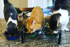 Request Quote: Priority Pet Sitting - North Las Vegas, NV