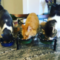 Priority Pet Sitting - North Las Vegas, NV
