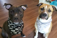Request Quote: Happy  At Home Professional Pet Care - Dog Walking - Norfolk, VA