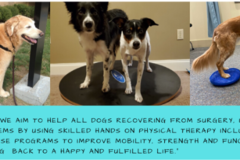 Request Quote: Well Paws K9 Rehabilitation - Dog Physical Therapy Rehab - Baton Rouge, LA