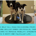 Well Paws K9 Rehabilitation - Dog Physical Therapy Rehab - Baton Rouge, LA