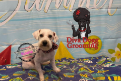 Request Quote: Diva Dogg Grooming - Mobile Groomers - North Providence, RI
