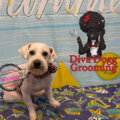 Diva Dogg Grooming - Mobile Groomers - North Providence, RI