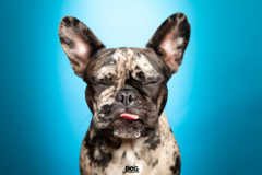 Request Quote: Dogexpression - Pet Photographer - Davie, FL