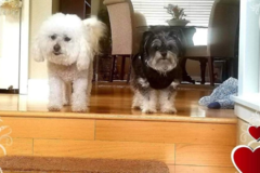 Request Quote: Benicia - In Home Pet Sitting Service - Benicia, CA