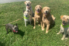 Request Quote: Ducey's Dogs Private In-Home Training - Neffsville, PA