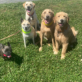 Ducey's Dogs Private In-Home Training - Neffsville, PA