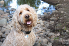 Request Quote: Jan Pelton Pet Photography - Denver, CO