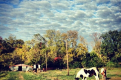 Request Quote: Southport Equestrian Center - Horse Boarding - Indianapolis, IN