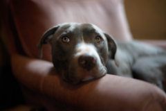 Request Quote: LucidLink Pet Photography - Penngrove, CA