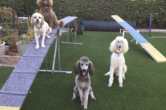 Request Quote: Care 4 Your Pet/My Smart K9 Dog Training and Sport - Los Angeles, CA