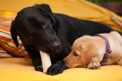 Request Quote: LD Pet Photography - Denver, CO