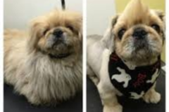 Request Quote: Ceci's Pets Paradise - Pet Grooming - Lilburn, GA