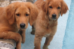 Request Quote: Paw Prince Pet Care - Dog Walker and Pet Sitter - Mohegan Lake, NY