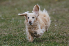 Request Quote: Best Yet Behavior and Private Dog Training - Caledonia, WI