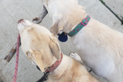 Request Quote: Vivi Walks Dogs & In Home Pet Sitting - MT MADONNA, CA