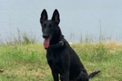 Request Quote: Blackheart K9 Services - In Home Private Dog Trainers - Chatsworth, GA