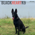 Blackheart K9 Services - In Home Private Dog Trainers - Chatsworth, GA