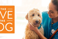 Request Quote: Dogtopia of Paradise Valley Village - Phoenix, AZ