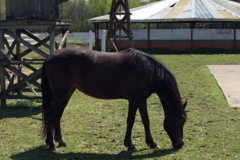 Request Quote: Shady Creek Ranch - Horse Boarding - Arlington, TN
