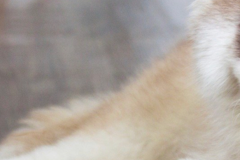 Request Quote: Dog Walking and Pet Sitting - New York, NY