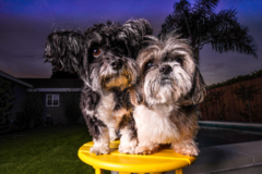 Request Quote: Dography - Dog Photographer - West Hollywood, CA