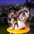 Dography - Dog Photographer - West Hollywood, CA