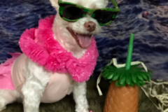 Request Quote: Pawsitively Purrfect Mobile Grooming Salon & Pet Spa - Valley, AL