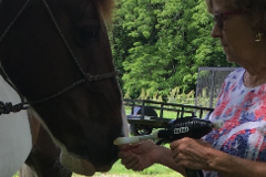 Request Quote: Jacquelyn Gates - Equine Chiropractic - Dog Chiropractor - Lee's Summit, MO