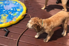 Request Quote: Bark Away - Pet Groomer and Pet Sitter - Chicago, IL