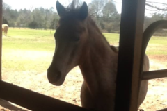Request Quote: TuffeNuff Stables - Horse Boarding - Prattville, AL