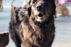 Request Quote: PawStroll - Dog Walking and Pet Sitting Service - Detroit, MI