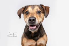 Request Quote: Lynn Terry Pet Photography - St. Louis, MO