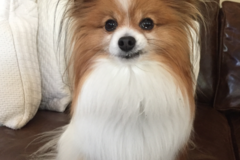 Request Quote: PAWS of Brookhaven - Pet Sitting and Dog Walking Service - Atlanta, GA