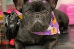 Request Quote: Annas Mobile Pet Grooming - Norwalk, CA