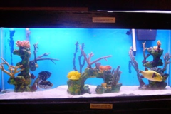 Request Quote: Seascapes Aquariums - Aquarium Services - Forestdale, MA