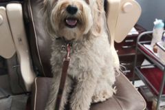 Request Quote: Happy Pet Care Services - Dog Walking and Pet Sitting - San Francisco, CA