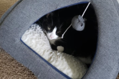 Request Quote: Animal Health Center - Certified Pet Chiropractic Care - Middletown, NY